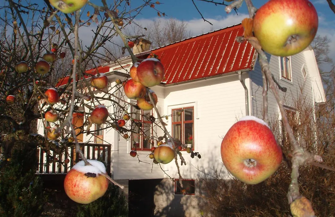 Mellangården i Äpplerum-1